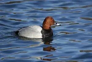 Common Pochard (Aythya ferina)
