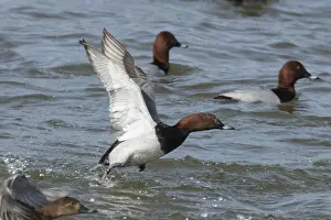 Common Pochard (Aythya ferina)