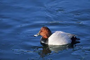 Common pochard (Aythya ferina)