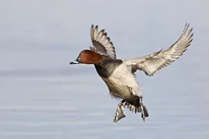 Common Pochard (Aythya ferina) adult male
