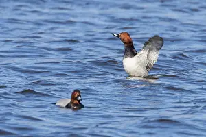 Common Pochard ducks swimming in the lake (Aythya ferina)