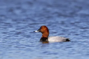Common pochard, European pochard (Aythya farina)