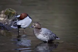 Common pochard, pair, Aythya ferina