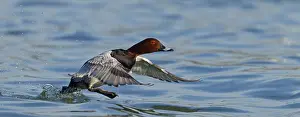 Common Pochard, Pochard, Aythya ferina