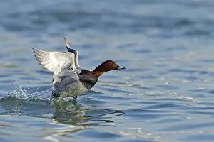 Common Pochard, Pochard, Aythya ferina