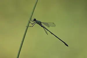 Common Pond Damselfly (Lestes sponsa)