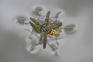 Common Pond Skater (Gerris lacustris)