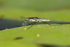 Common pond skater (Gerris lacustris)