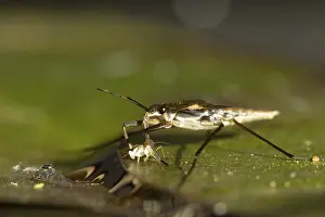 Common pond skater (Gerris lacustris)