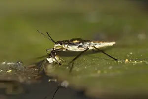 Common pond skater (Gerris lacustris)