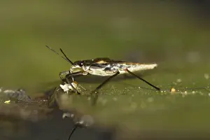 Common pond skater (Gerris lacustris)