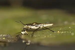 Common pond skater (Gerris lacustris)