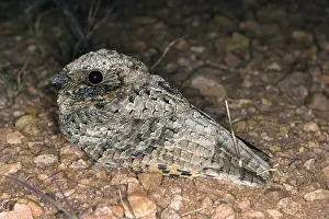 Common Poorwill Phalaenoptilus nuttallii Elgin