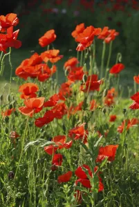 Common poppies, Bright red poppies in a sunlit field