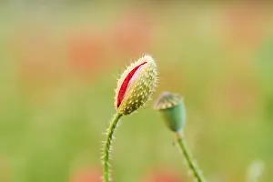 Common poppy (Papaver rhoeas) blossom bud