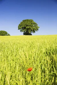 Common poppy, Papaver rhoeas, in front of a wheat field and a tree