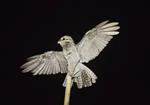 Common Potoo (Nyctibius griseus)