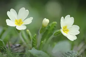 Common primrose or English primrose (Primula vulgaris)