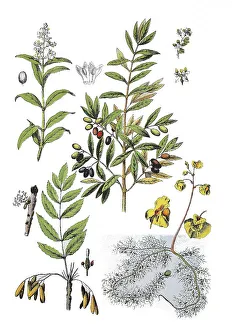 Common privet, Common privet, Rain willow
