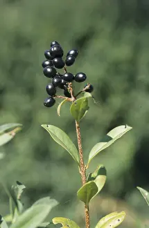 Common privet (Ligustrum vulgare)