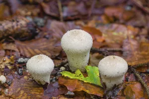 Common puffballs, Lycoperdon perlatum