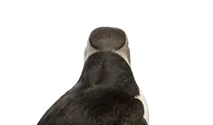 Common Puffin, Fratercula arctica