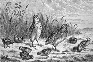 Common quail (Coturnix coturnix)