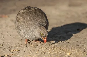 A common quail feeds of the sandy soil in the Okavango Delta in the early morning directional sunlight