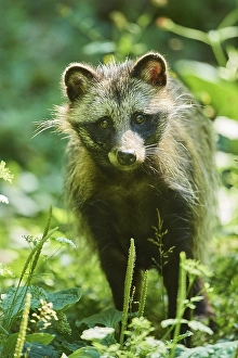 Common raccoon dog (Nyctereutes procyonoides) standing in a forest