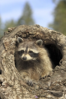 Common Raccoon (Procyon lotor)