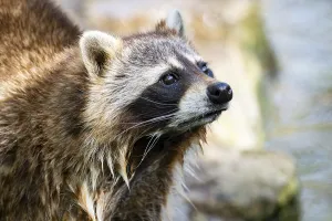 Common raccoon (Procyon lotor)