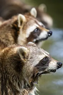 Common raccoon (Procyon lotor)