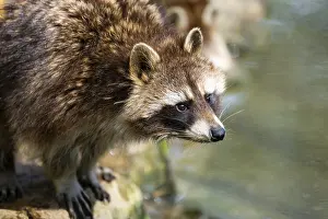 Common raccoon (Procyon lotor)