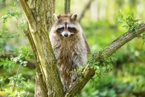 Common raccoon (Procyon lotor) climbing up a tree
