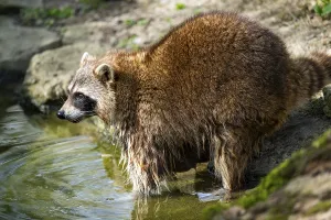 Common raccoon (Procyon lotor) standing on the ground