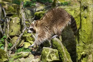 Common raccoon (Procyon lotor) walking on the ground