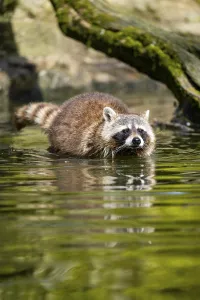 Framed Print : Common raccoon (Procyon lotor) in the water of a little lake Framed Print : Common raccoon (Procyon lotor) in the water of a little lake