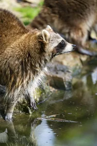 Common raccoon (Procyon lotor) on the watershore