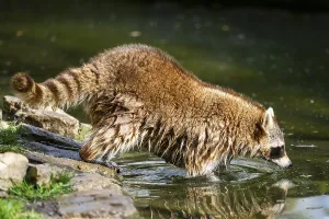 Common raccoon (Procyon lotor) on the watershore
