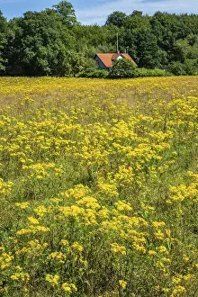 Common Ragwort (Jacobaea vulgaris)