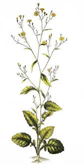 The Common Rain Cabbage, Lapsana communis