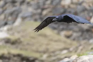 One common raven (Corvus corax)