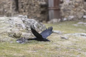 One common raven (Corvus corax)