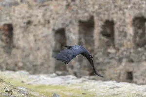 One common raven (Corvus corax)