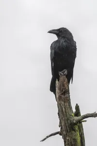 common raven corvus corax alaska usa