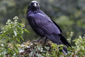Common raven (Corvus corax), animal portrait