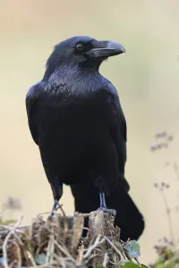 Common raven (Corvus corax), animal portrait