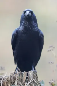 Common raven (Corvus corax), animal portrait