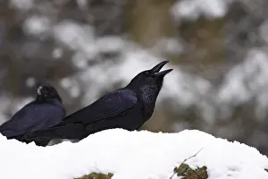 Common Raven, Corvus corax, Common Raven