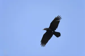 Common raven (Corvus corax) in flight